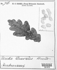 Cronartium quercuum image